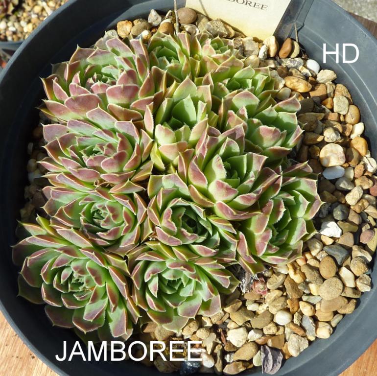 Jamboree / Jovi