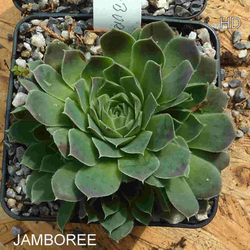 Jamboree / Jovi