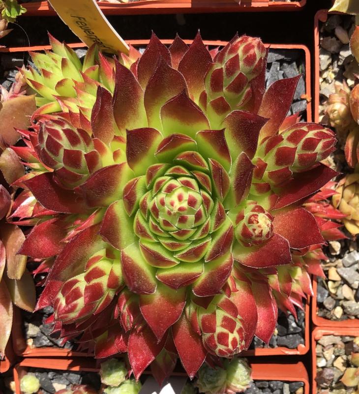 Feuerrad / Jovi