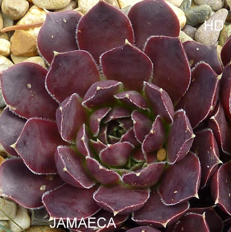 Jamaeca / Jovi
