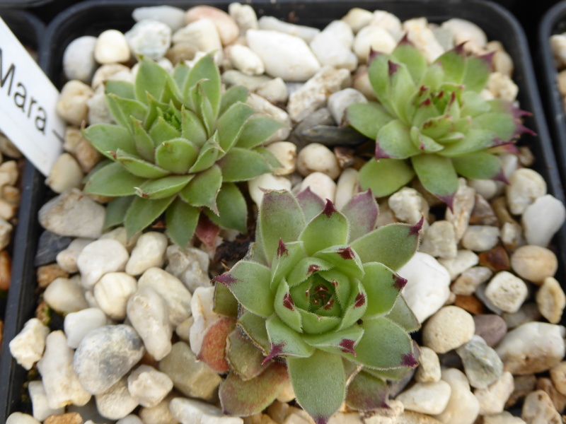 Mara-Sophie