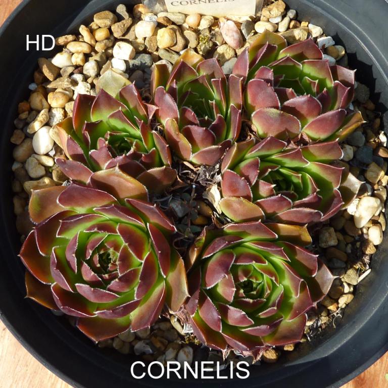 Cornelis / Jovi