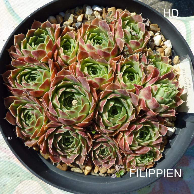 Filippien / Jovi