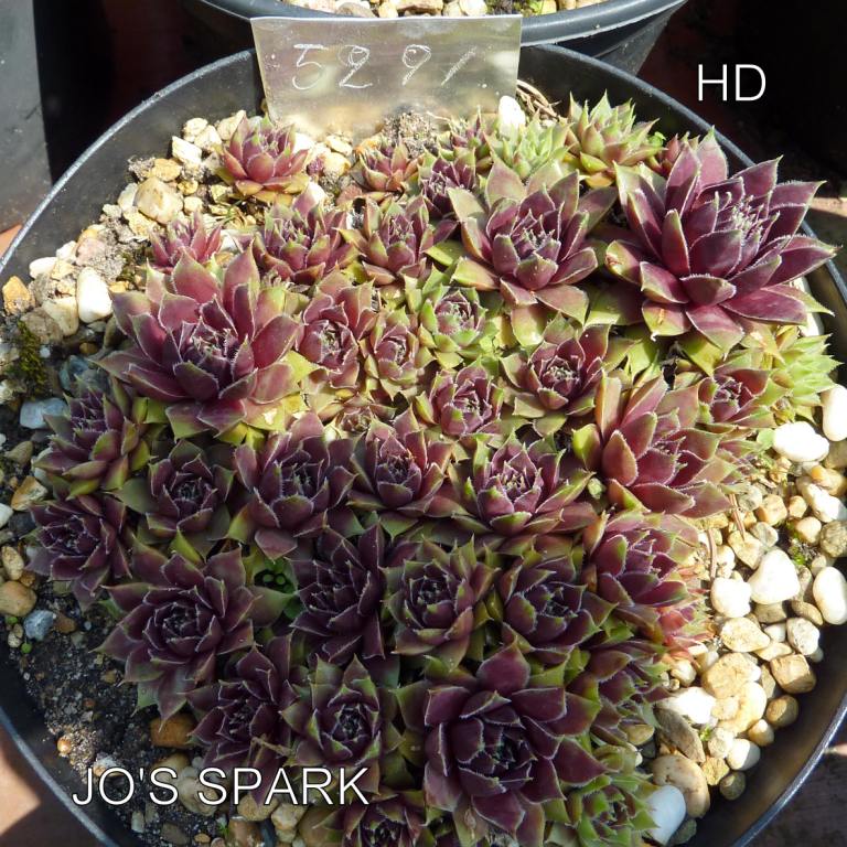 Jo's Spark