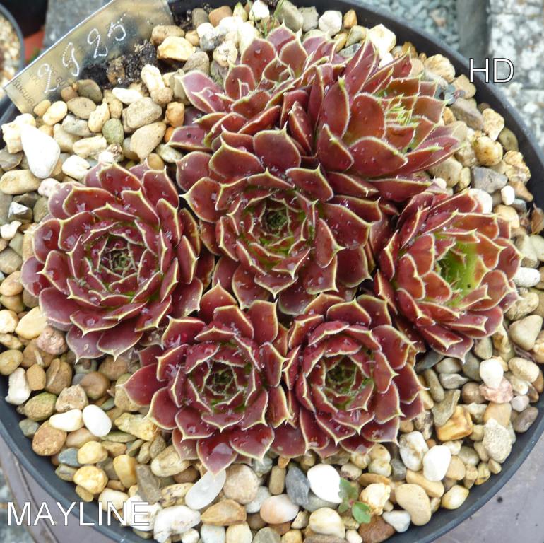 Mayline / Jovi