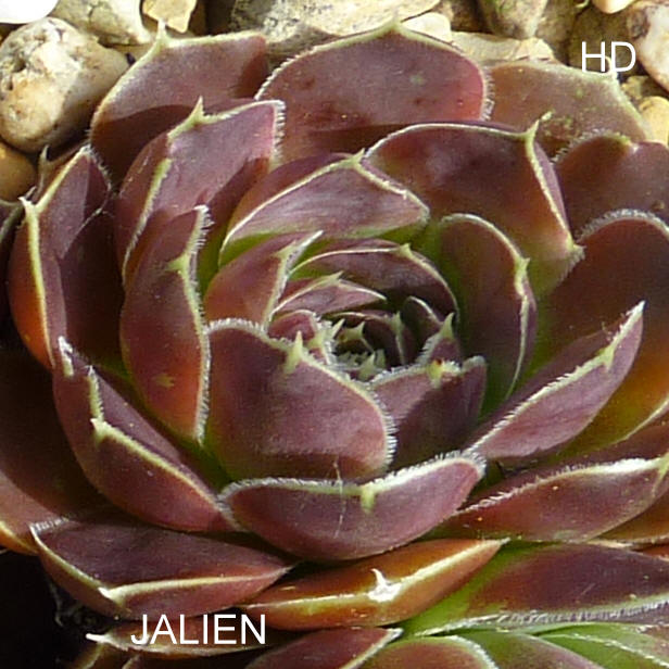 Jalien / Jovi