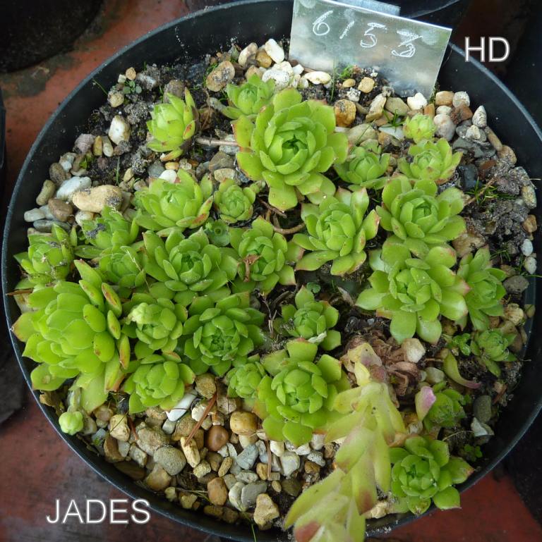 Jades