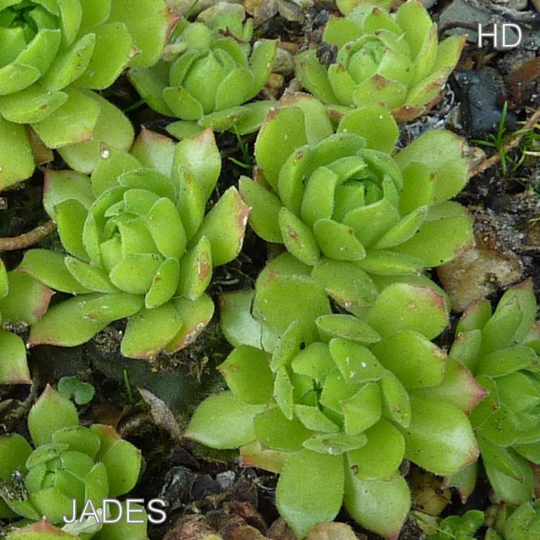 Jades