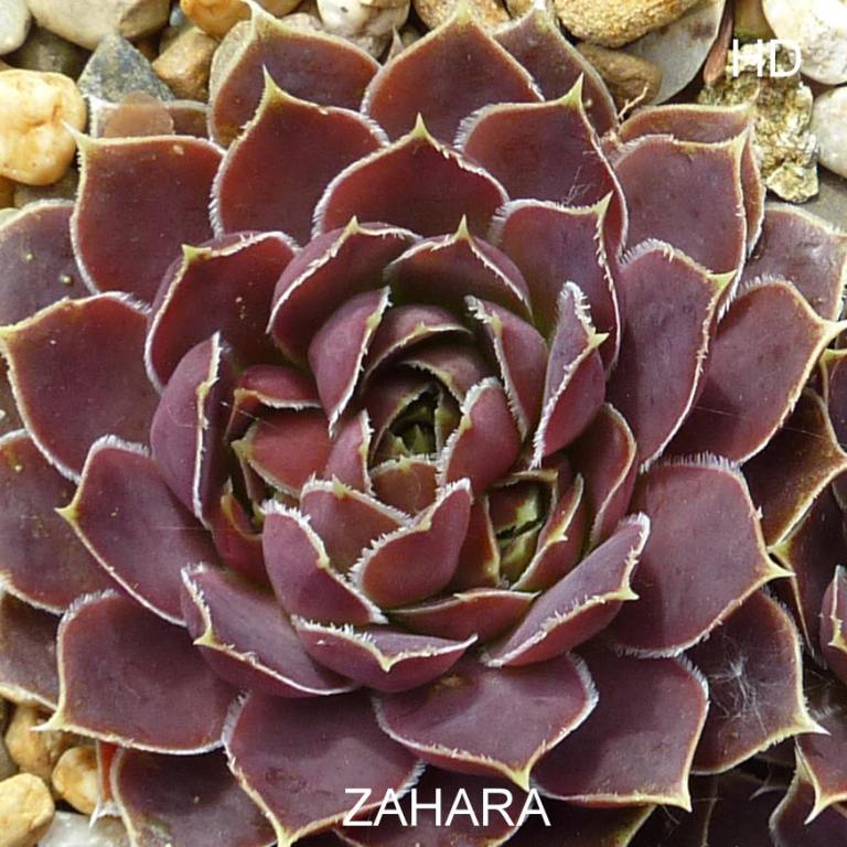 Zahara / Jovi