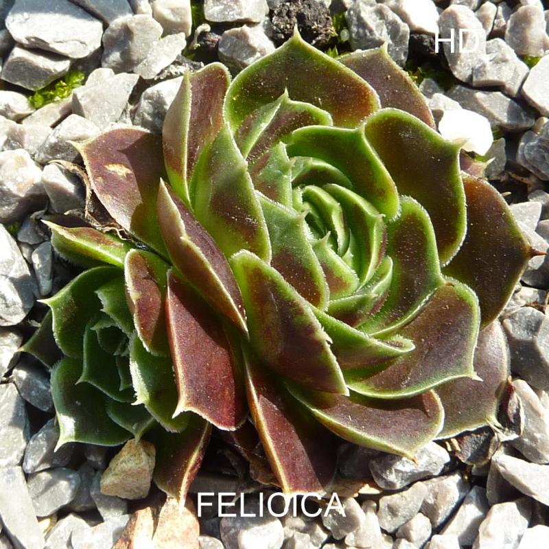 Felicica / Jovi