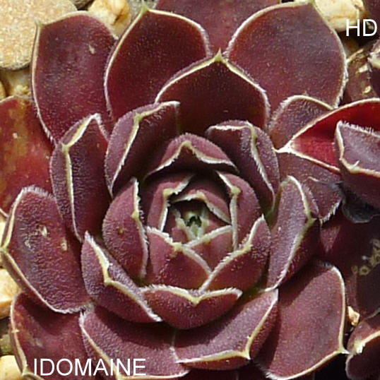 Idomaine / Jovi
