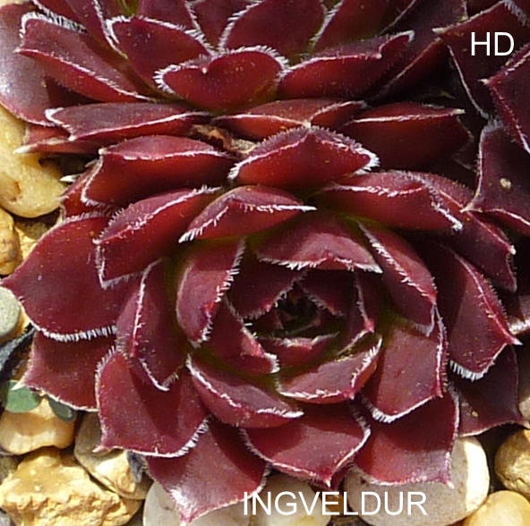 Ingveldur / Jovi