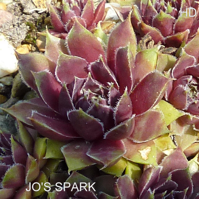 Jo's Spark