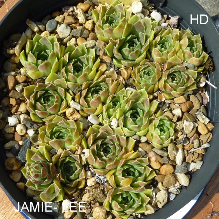 Jamie-Lee / Jovi