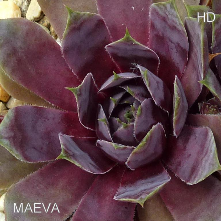 Maeva