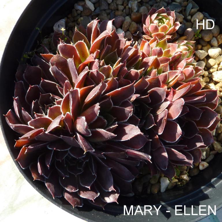 Mary-Ellen / Jovi