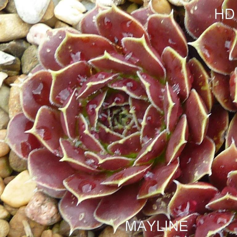 Mayline / Jovi