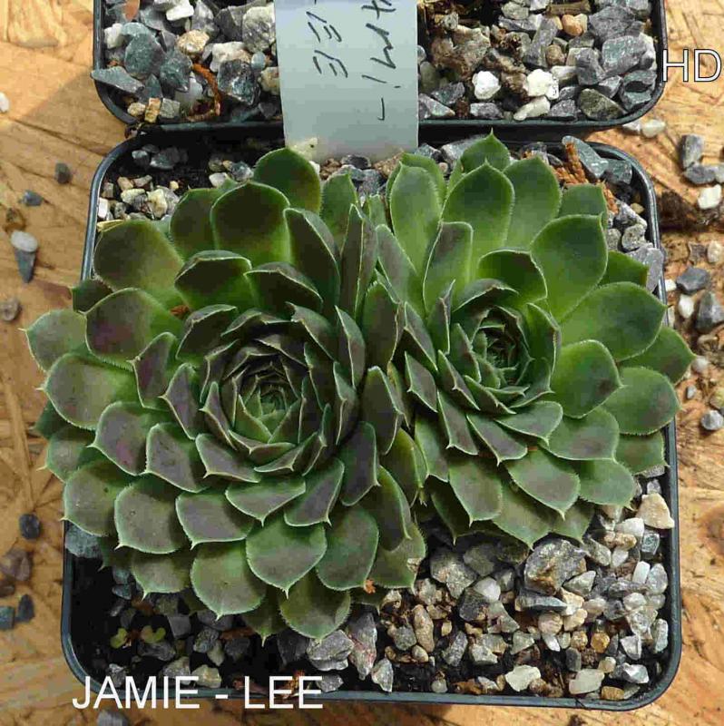 Jamie-Lee / Jovi