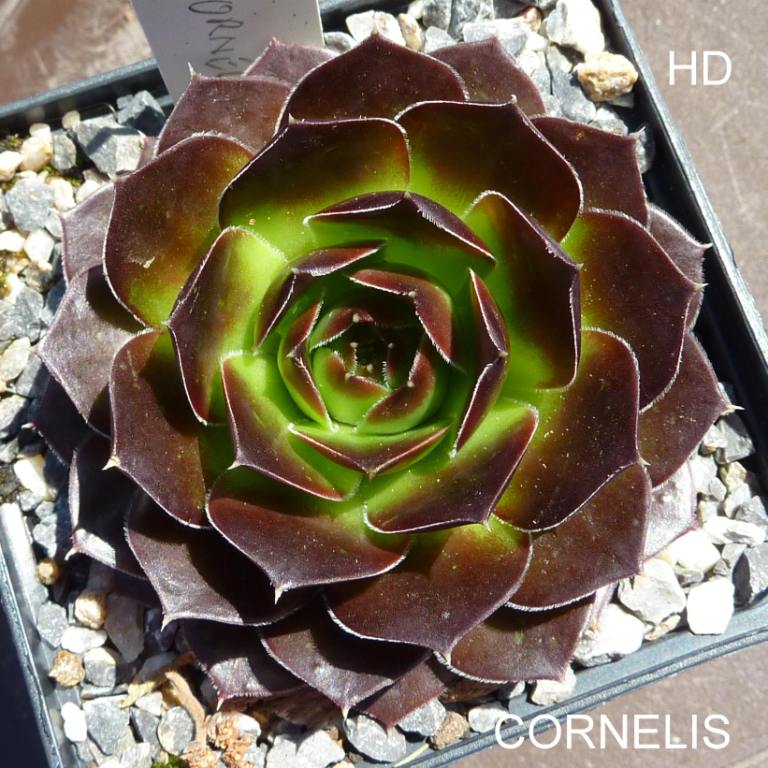Cornelis / Jovi