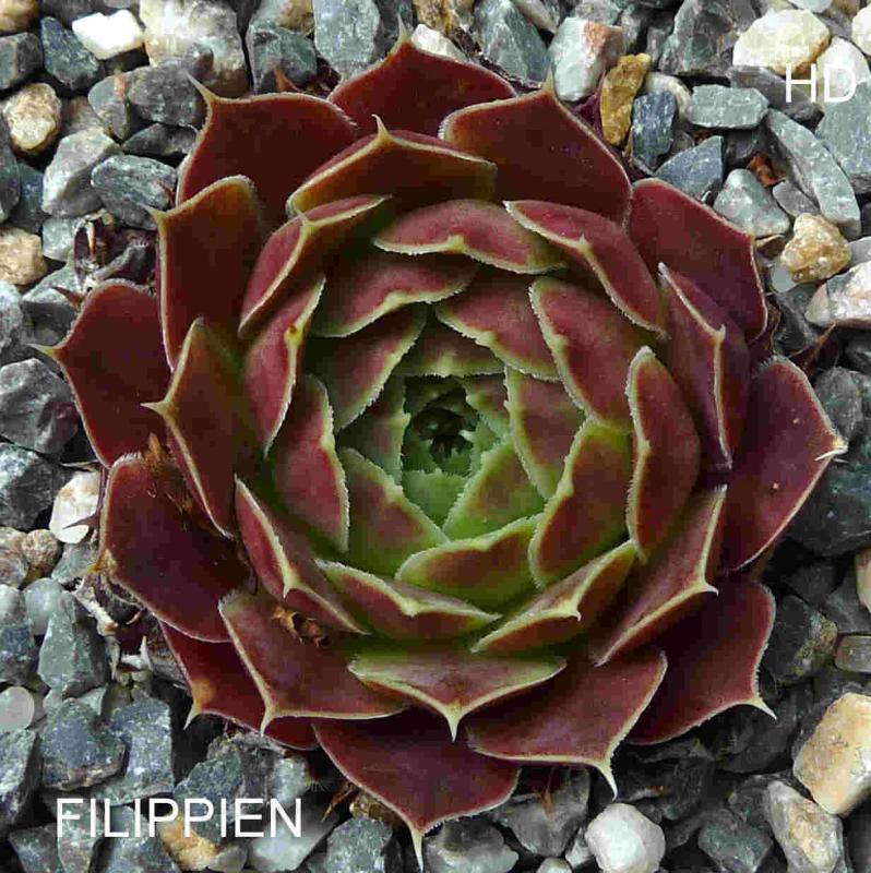 Filippien / Jovi