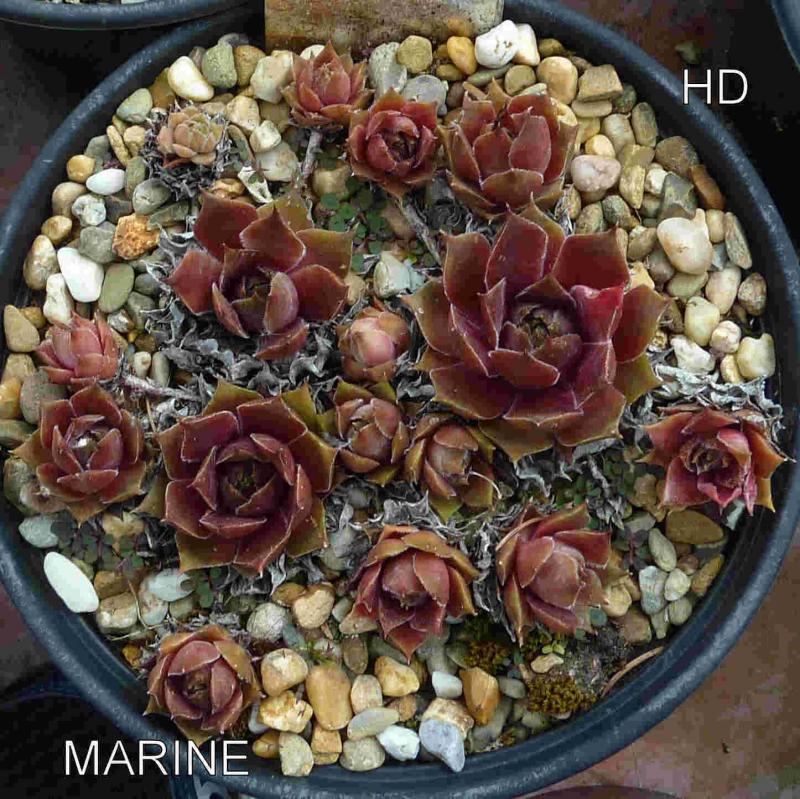 Marine
