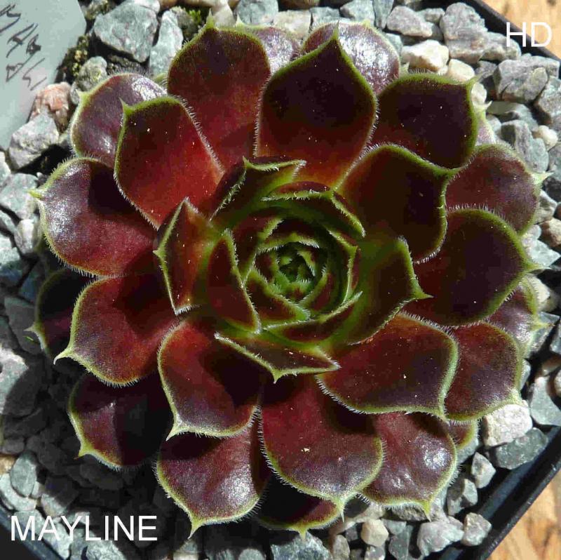 Mayline / Jovi