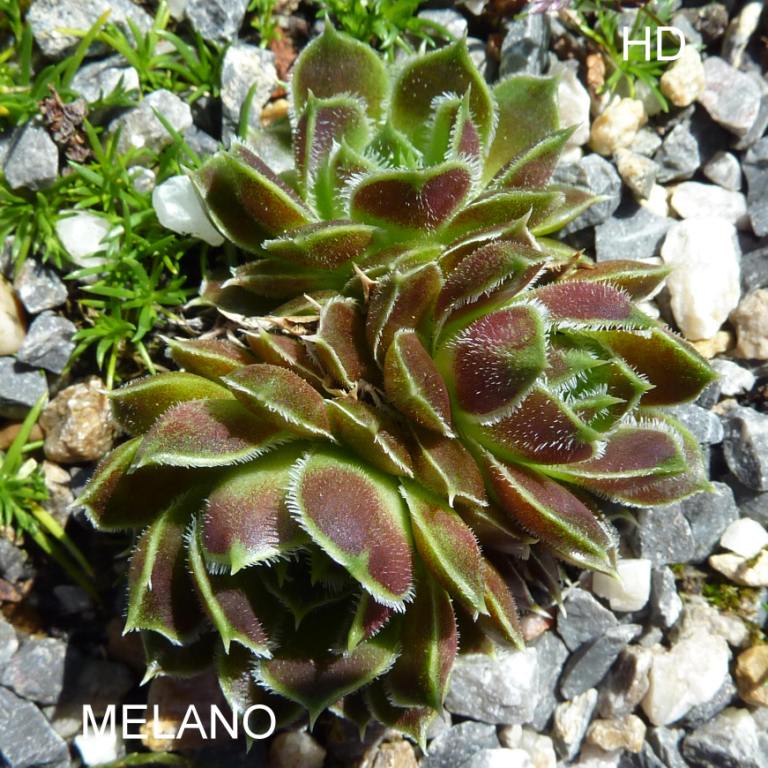 Melano / Jovi