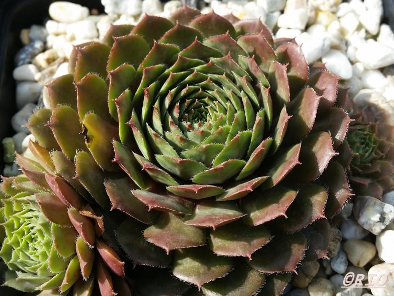 Medallion