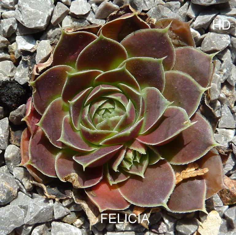Felicica / Jovi