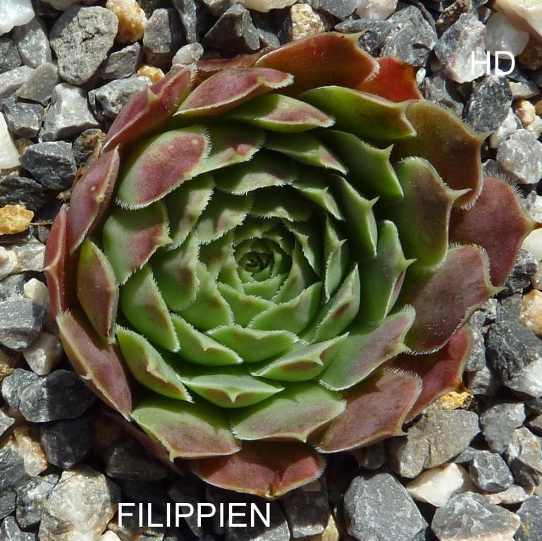 Filippien / Jovi
