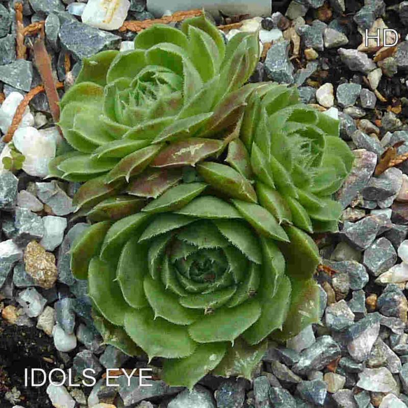 Idols Eye / Jovi