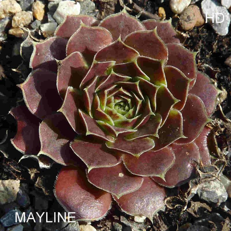 Mayline / Jovi