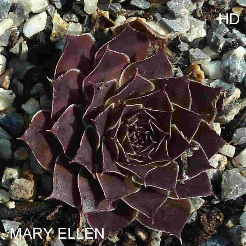 Mary-Ellen / Jovi