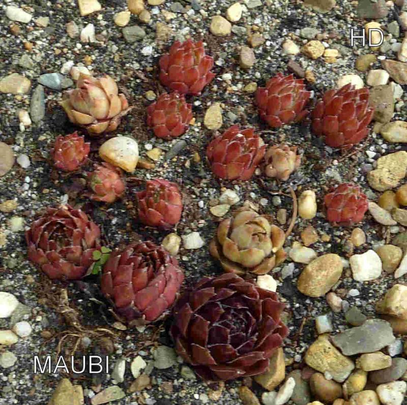 Maubi
