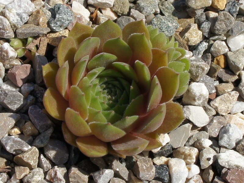 Garden Glory