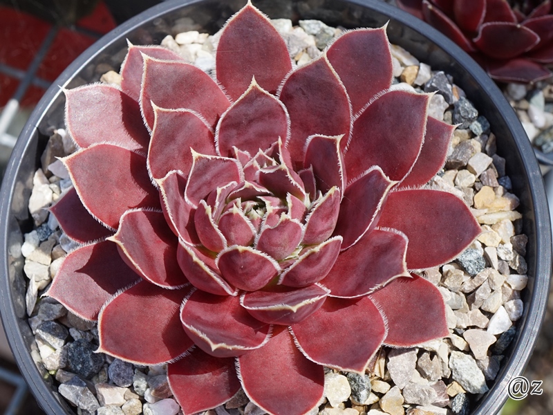 Johanna / Jovi