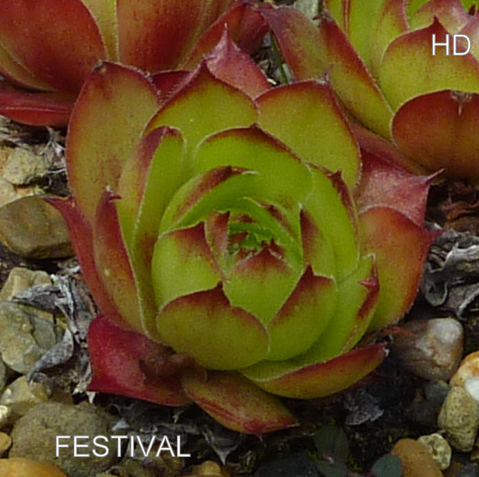 Festival