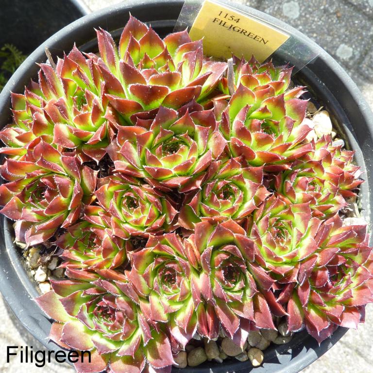 Filigreen / Jovi