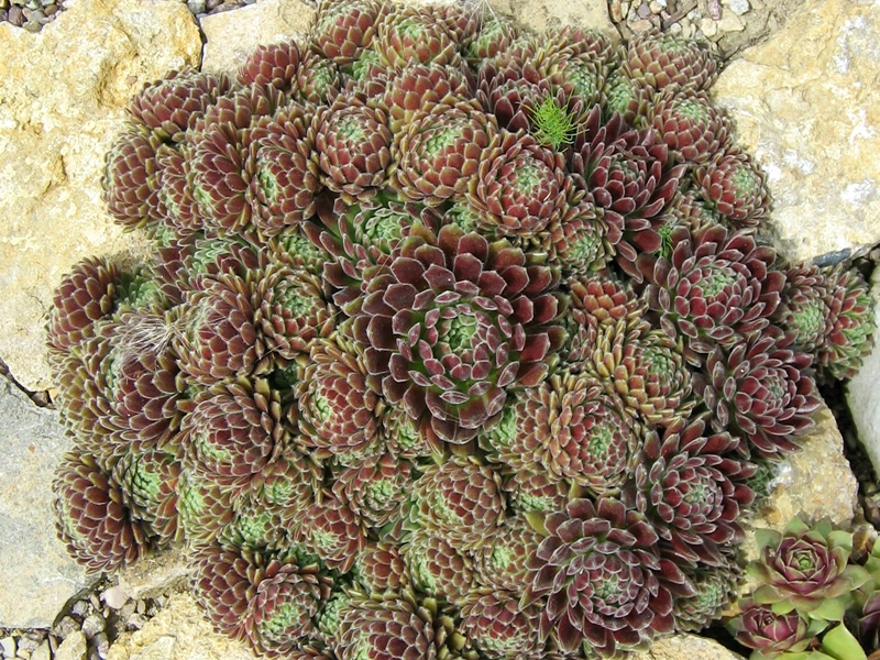 Crimson Velvet