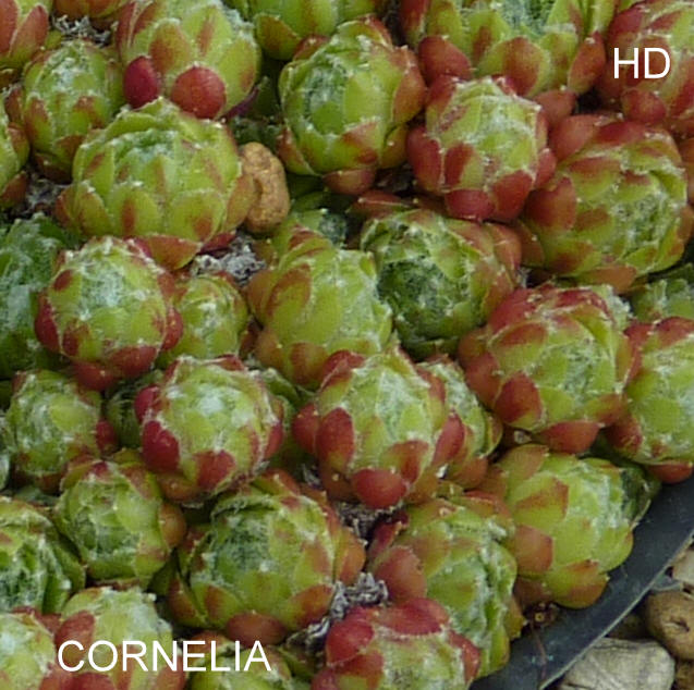 Cornelia