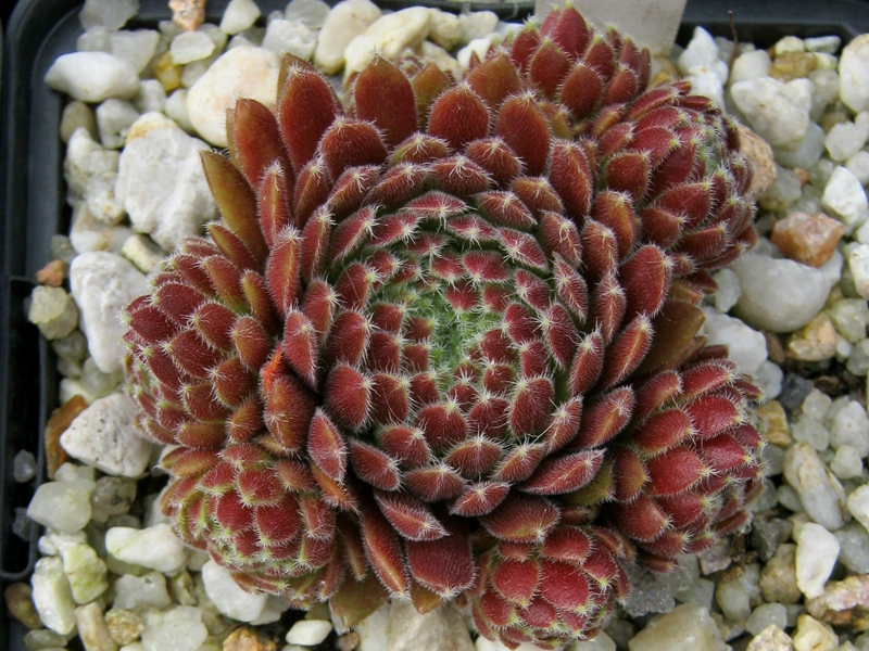 Crimson Velvet