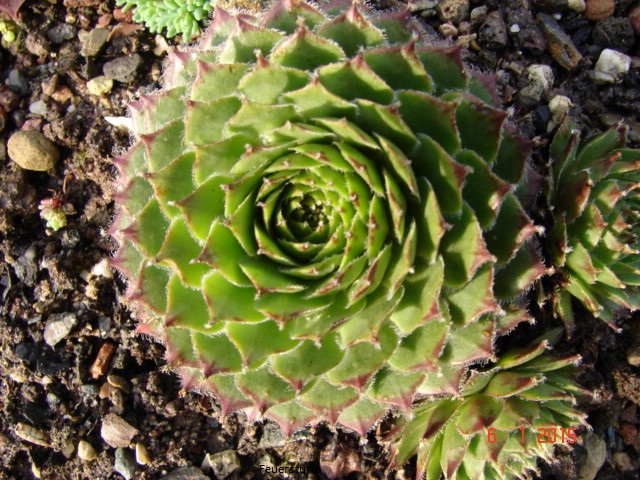 Feuersturm