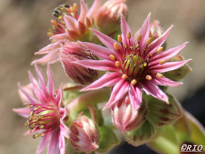 Markulinae