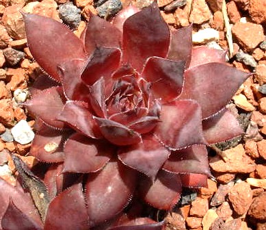 Jungle Pimpernel