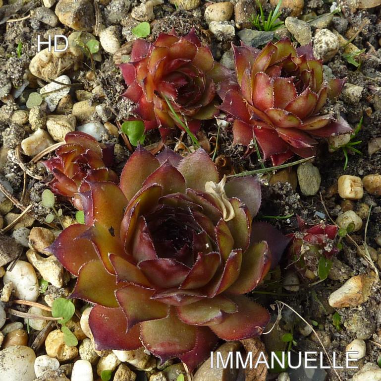 Immanuelle