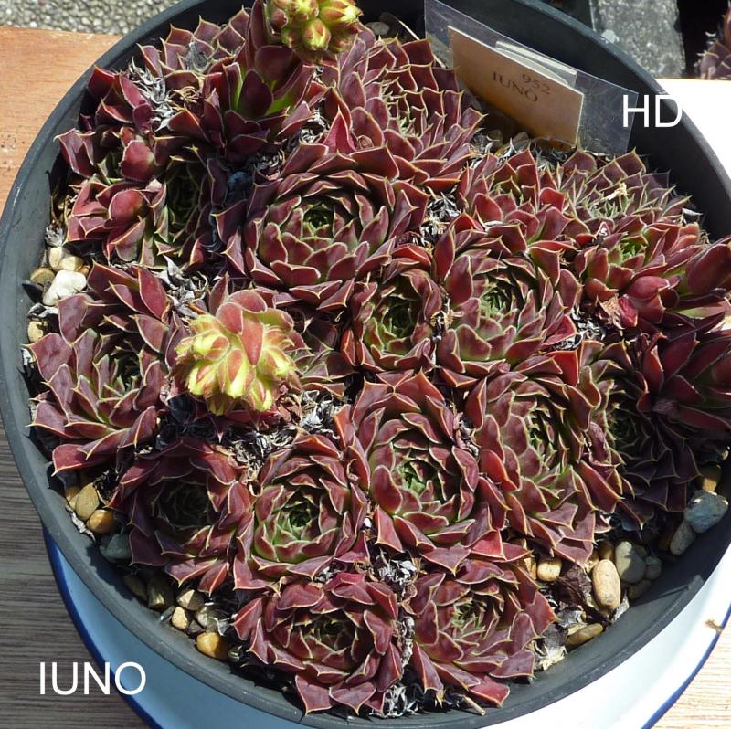 Iuno / Jovi