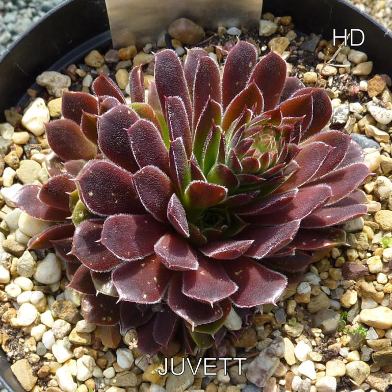 Juvett / Jovi
