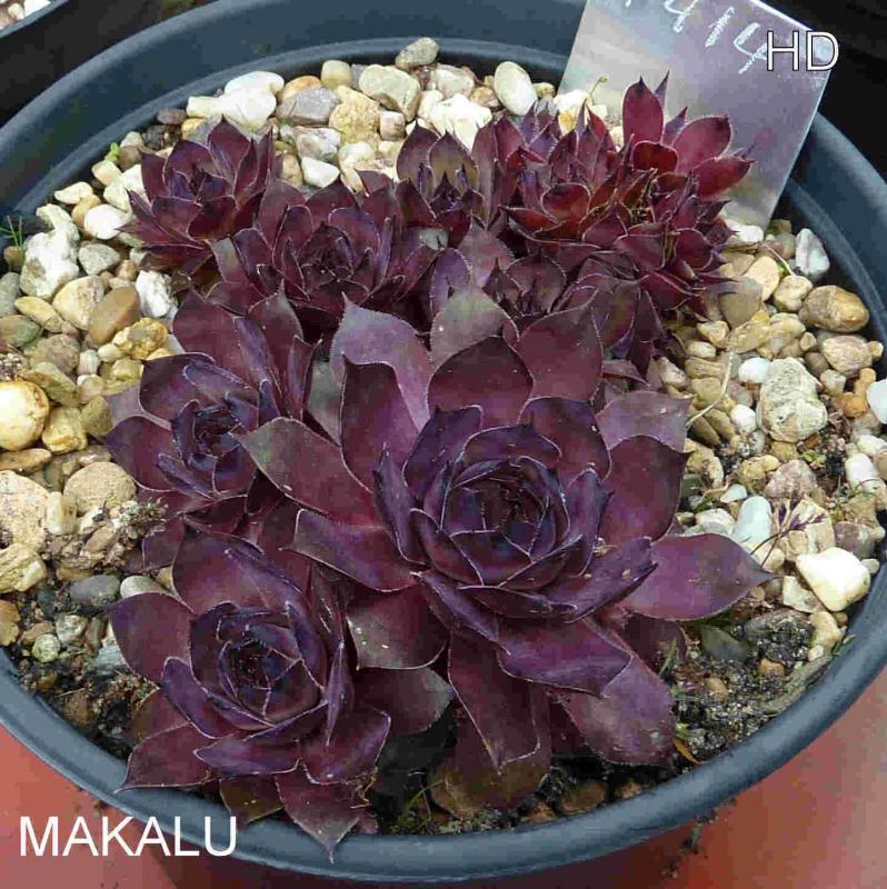 Makalu