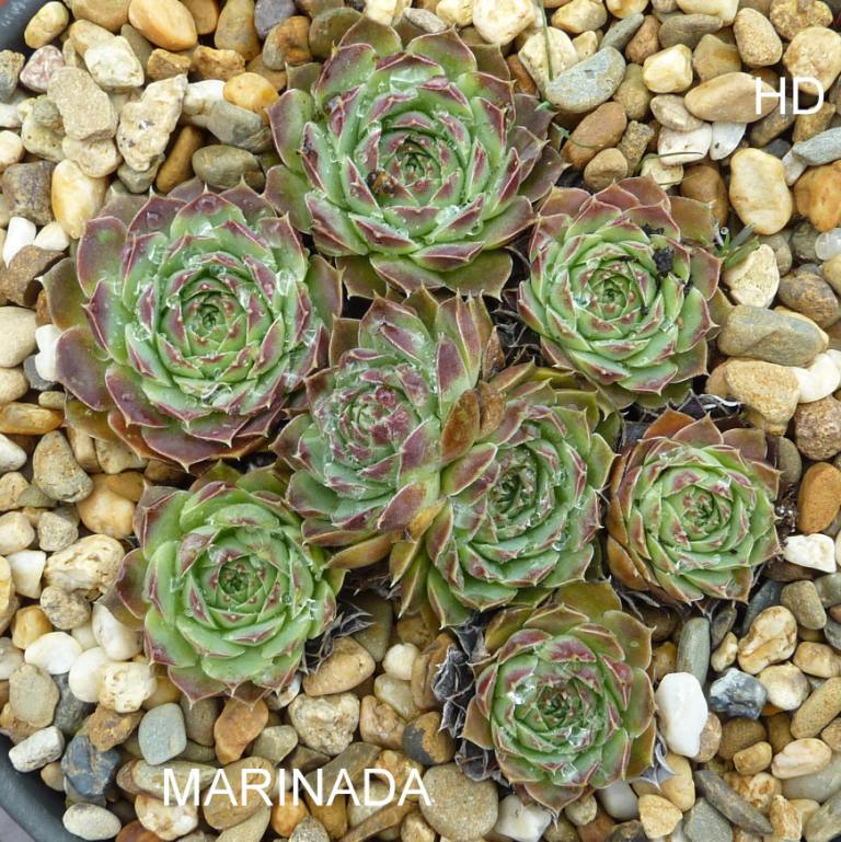 Marinada / Jovi