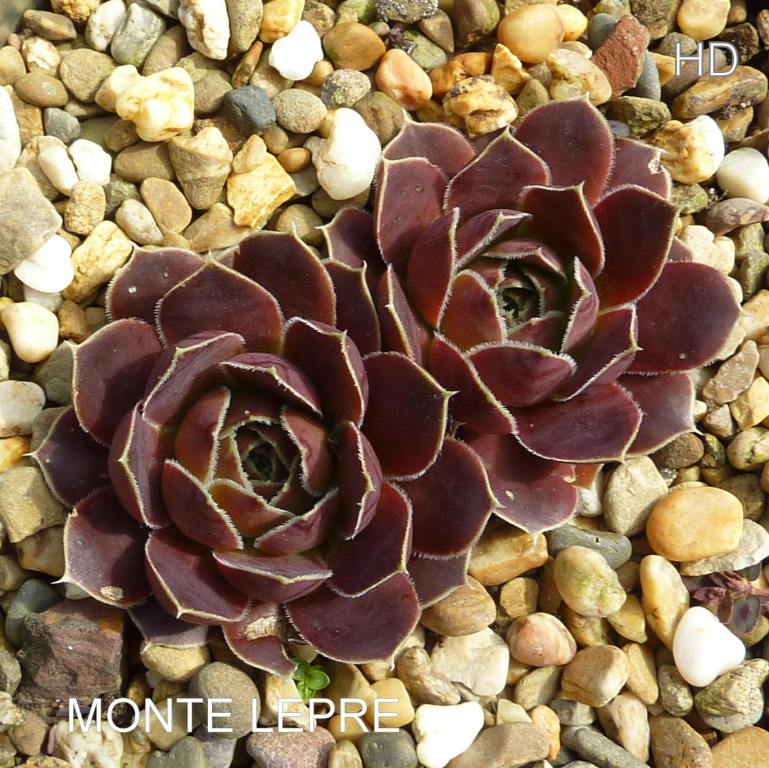 Monte Lepre / Jovi